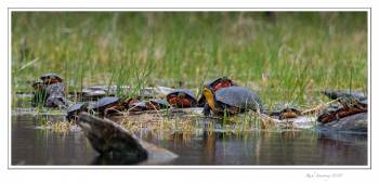 Blanding's Turtle 3c.jpg